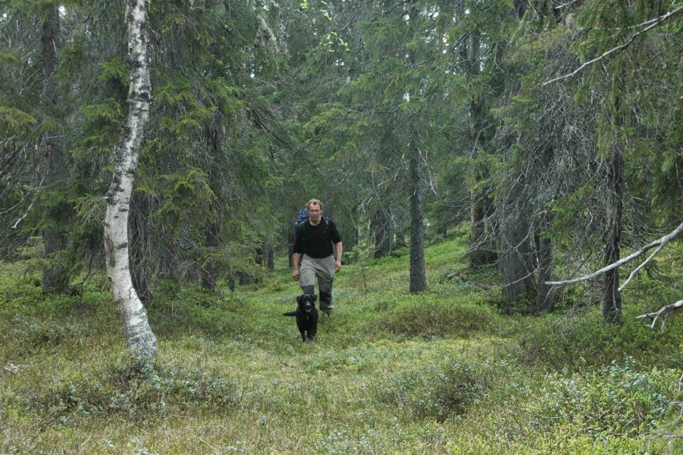 Det å fortsette salget av Statskog-eiendommer kan komme til å vanskeliggjøre skogvernet i årene framover, i den viktige fasen hvor det skal tas vare på de mest verneverdige områdene, advarer Gjermund Andersen i Naturvernforbundet.