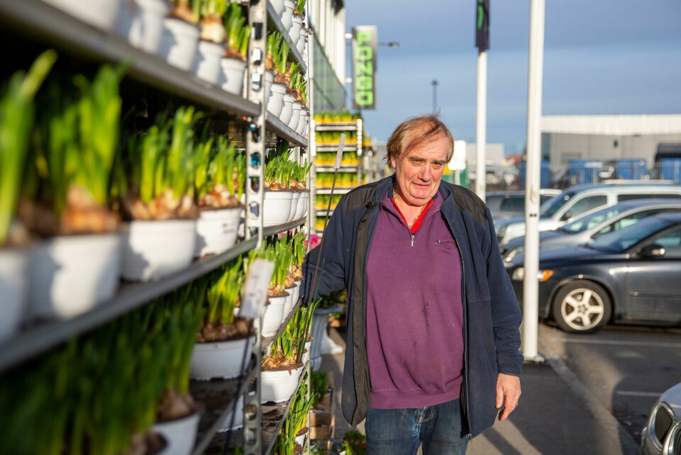 Disse løkblomstene har Henry Pongo lagret utendørs. Han regner med de vil blomstre om få dager. Disse løkblomstene har Henry Pongo lagret utendørs. Han regner med de vil blomstre om få dager.