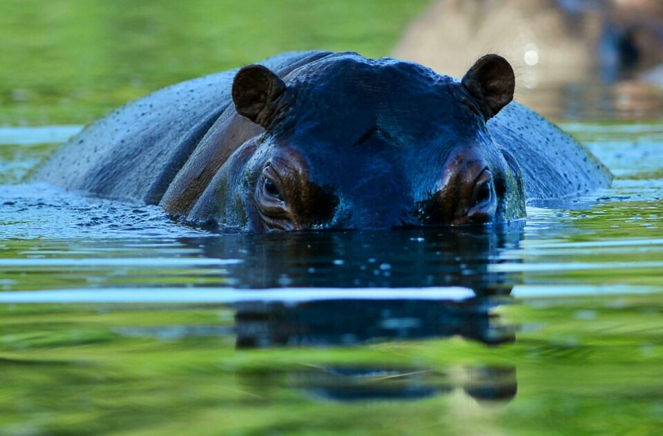 En flodhest svømmer i parken Hacienda Napoles, en av de private zoologiske hagene til den avdøde narkobaronen Pablo Escobar i Colombia. Foto: Raul Arboleda/AFP/NTB scanpix