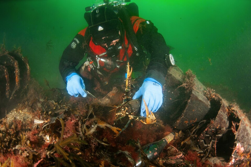 Denne hummeren fikk Carson og Myhre reddet fra det de mener var den sikre død, fordi den satt fast i en fiskeline. Foto: Fredrik Myhre/WWF Verdens naturfond Denne hummeren fikk Carson og Myhre reddet fra det de mener var den sikre død, fordi den satt fast i en fiskeline. Foto: Fredrik Myhre/WWF Verdens naturfond