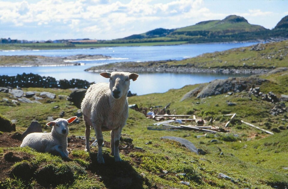 Den nye storkommunen med by og land har gått seg til. Innbyggarane er blitt lytta til i samanslåinga mellom Stavanger, Rennesøy og Finnøy, men det er fleire utfordringar innan skule og kyrkje, meiner tidlegare Rennesøy-ordførar Jostein Eiane.