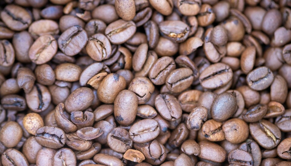 Oslo kommune tapte en ankesak i lagmannsretten der kaffebønner sto sentralt. Oslo kommune tapte en ankesak i lagmannsretten der kaffebønner sto sentralt. Foto: Terje Pedersen / NTB