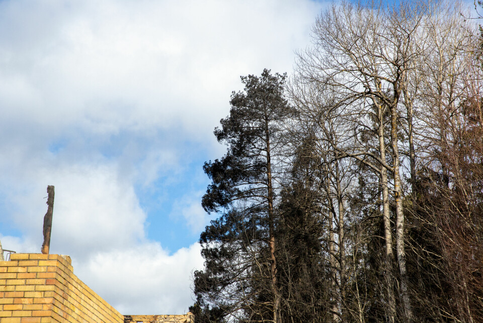 Det var fare for at brannen skulle spre seg til skogen. Flere trær ble svidd, men spredning ble hindret. Det var fare for at brannen skulle spre seg til skogen. Flere trær ble svidd, men spredning ble hindret.
