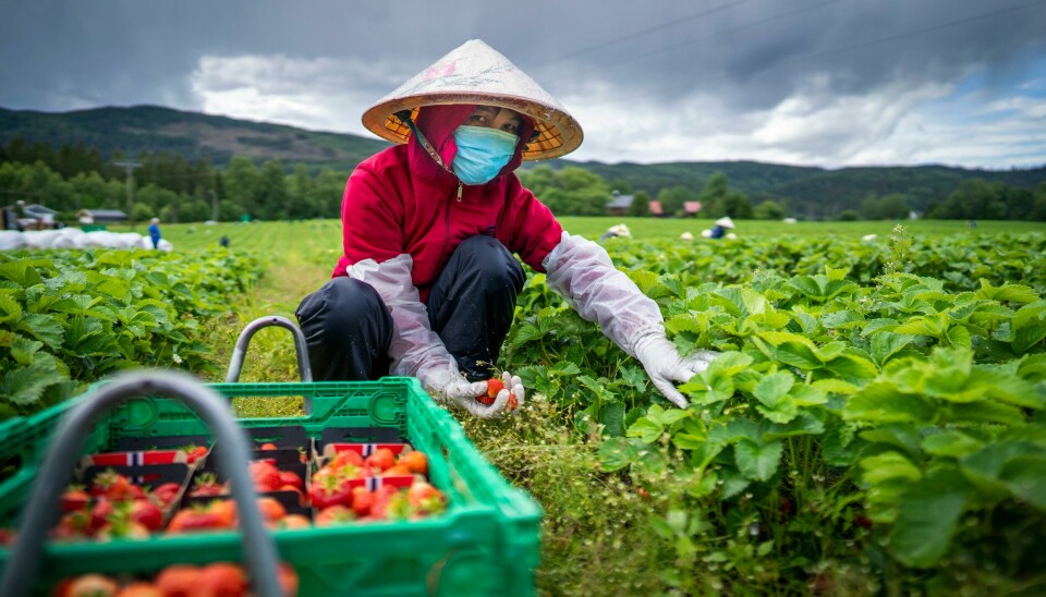 En vietnamesisk jordbærplukker på jobb i en norsk jordbæråker i fjor sommer, flydd til landet i et chartret fly av en gruppe jordbærbønder. En vietnamesisk jordbærplukker på jobb i en norsk jordbæråker i fjor sommer, flydd til landet i et chartret fly av en gruppe jordbærbønder.