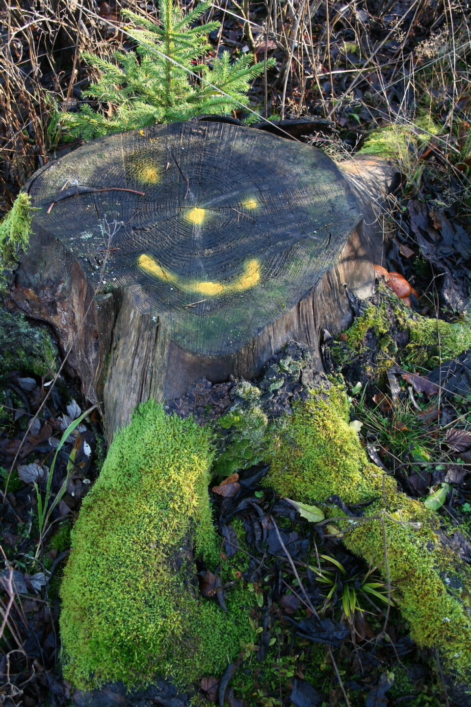 Turhilsen på en stubbe. Turtips fra Linken Raeng: Rambergåsen i Moss