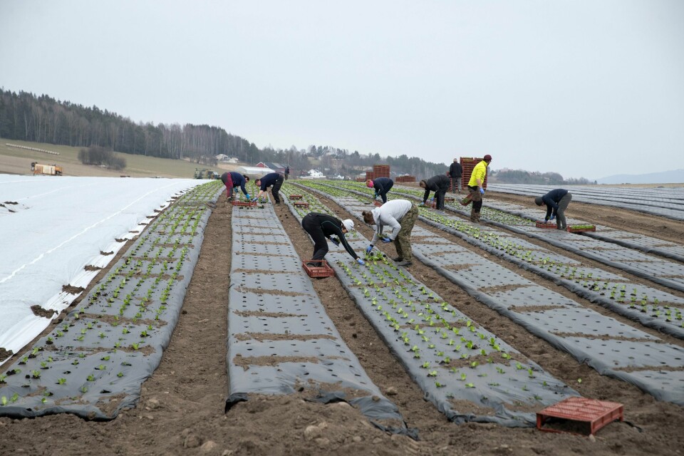 «De senere årene har norskandelen på grøntmarkedet sunket, til tross for at vi har gode muligheter for å øke produksjon av frukt, grønt, korn og proteinvekster.», skriver Kaisa Sogge-Hautala og Siri Martinsen i NOAH. «De senere årene har norskandelen på grøntmarkedet sunket, til tross for at vi har gode muligheter for å øke produksjon av frukt, grønt, korn og proteinvekster.», skriver Kaisa Sogge-Hautala og Siri Martinsen i NOAH.