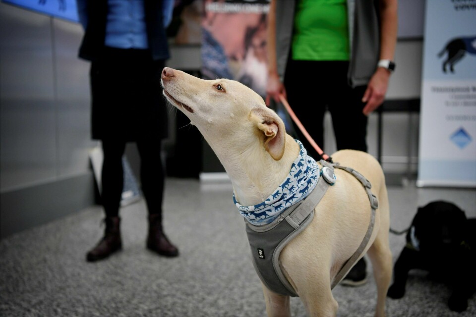 Lignende prosjekter er satt i gang i andre land, inkludert Finland, Frankrike og Libanon. Her er hunden Kossi, som er trent opp til å lukte om passasjerer er infisert med viruset, på en flyplass i Vantaa, Finland. The coronavirus sniffer dog named K�ssi looks up at the Helsinki airport in Vantaa, Finland, where it is trained to detect the Covid-19 from the arriving passengers, on September 22, 2020. (Photo by Antti Aimo-Koivisto / Lehtikuva / AFP) / Finland OUT