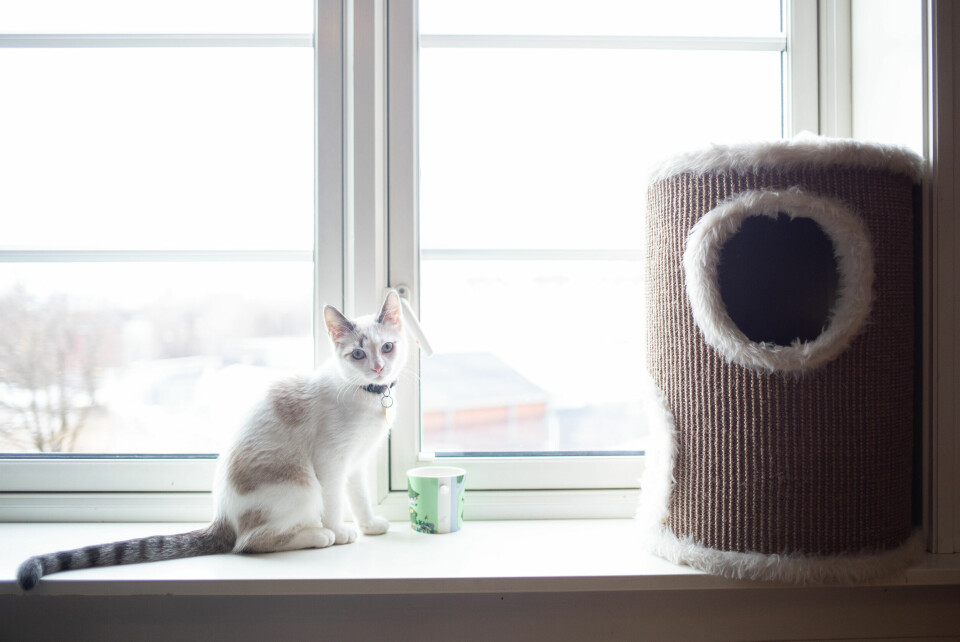 Katten Halloumi er en blanding av nakenkatt og huskatt. Han elsker å sitte i vinduskarmen og følge med på bylivet utenfor. Katten Halloumi er en blanding av nakenkatt og huskatt. Han elsker å sitte i vinduskarmen og følge med på bylivet utenfor.