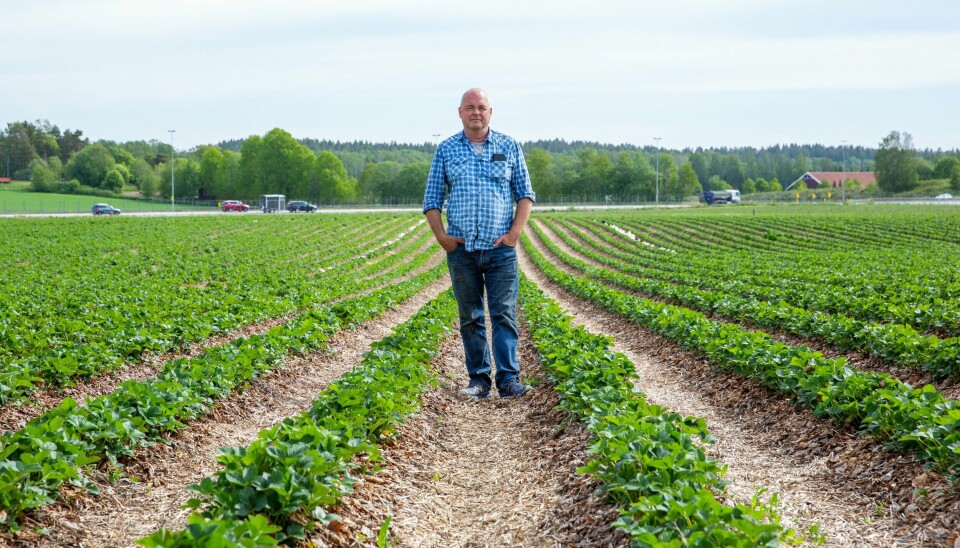 Bonde Arnstein Pollestad regner med økte kostnader under årets jordbærplukking, da han må bruke norsk arbeidskraft. Ikke fordi de norske arbeiderne vil ha bedre lønn, men fordi de sannsynligvis vil plukke færre bær. Bonde Arnstein Pollestad regner med økte kostnader under årets jordbærplukking, da han må bruke norsk arbeidskraft. Ikke fordi de norske arbeiderne vil ha bedre lønn, men fordi de sannsynligvis vil plukke færre bær.