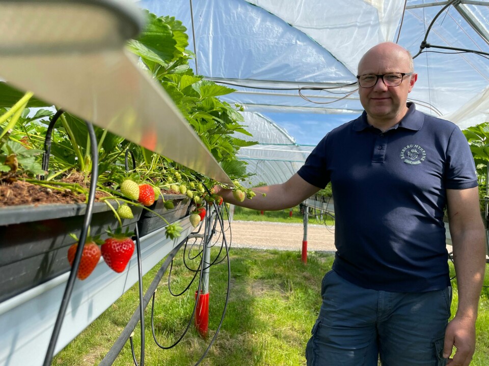 Om ei drøy uke skal de første kurvene bli fylt opp av disse. Om ei drøy uke skal de første kurvene bli fylt opp av disse.