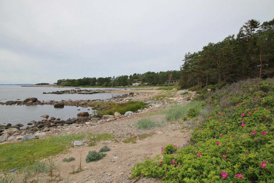 Storesand er et nydelig sommerparadis. Storesand er et nydelig sommerparadis.
