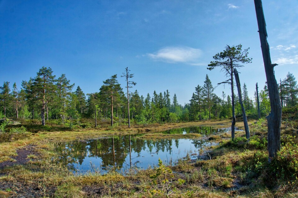 Finnemarka i Buskerud er ett av skogområdene til Statskog som er blitt fredet. I desember varslet Miljødirektoratet Statskog om at nær 29,4 millioner kroner i erstatning, var på vei til dem i forbindelse med det. Finnemarka i Buskerud er ett av skogområdene Miljødirektoratet – på vegne av staten, har kjøpt av Statskog med tanke på vern. I desember varslet direktoratet Statskog om at nær 29,4 millioner kroner var på vei for dette kjøpet.