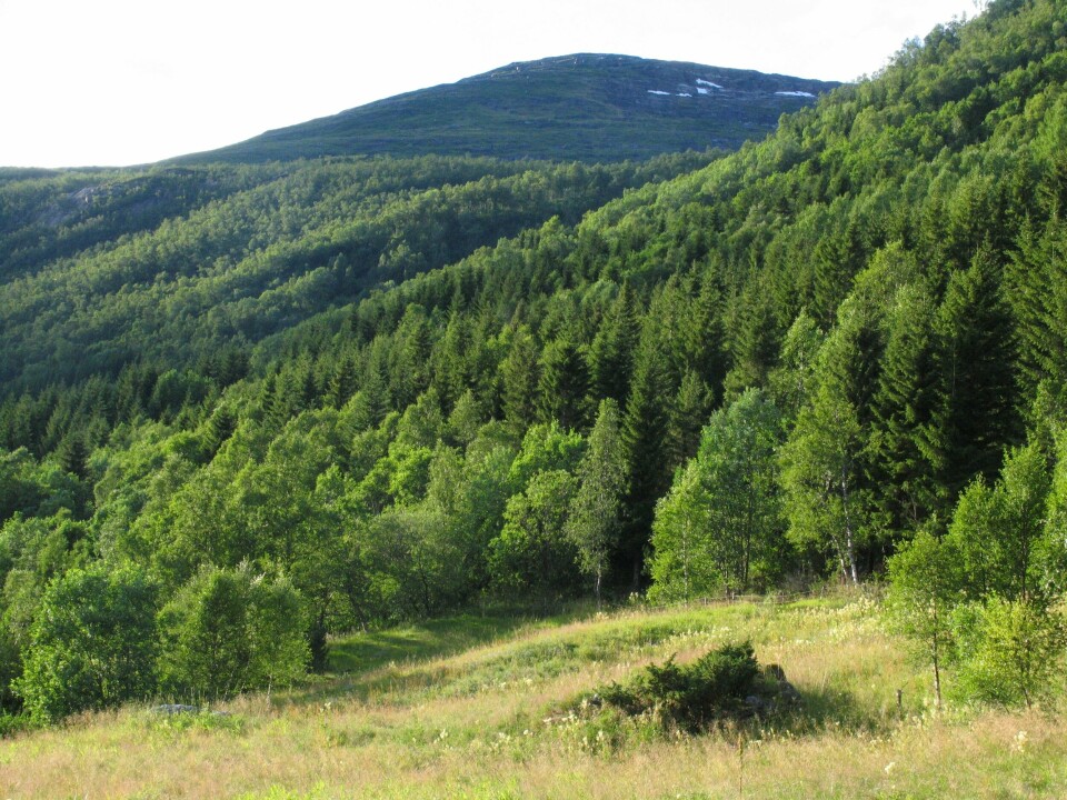 Hopvasslia i Steigen i Nordland, er et annet av Statskogs skogområder som nå er blitt vernet i form av et naturreservat. Hopvasslia i Steigen i Nordland, er et annet av Statskogs skogområder som nå er blitt vernet i form av et naturreservat.