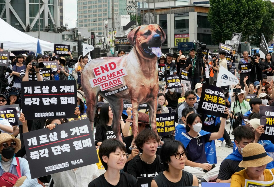 Demonstranter protesterer mot produksjon av hundekjøtt i Seoul i juli 2023. Sør-Koreas nasjonalforsamling har stemt for å innføre forbud mot forbruk, produksjon og salg av hundekjøtt. Bildet viser demonstranter som demonstrerer mot hundekjøtt i Sør-Korea.