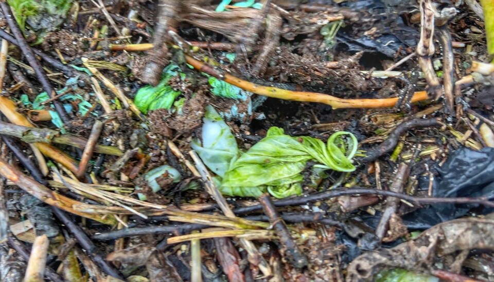 Hundebæsjeposer og kondomer var blant materialene skarven har valgt å bruke til å bygge redene sine i naturreservatet. Hundebæsjeposer og kondomer var blant materialene skarven har valgt å bruke til å bygge redene sine i naturreservatet.