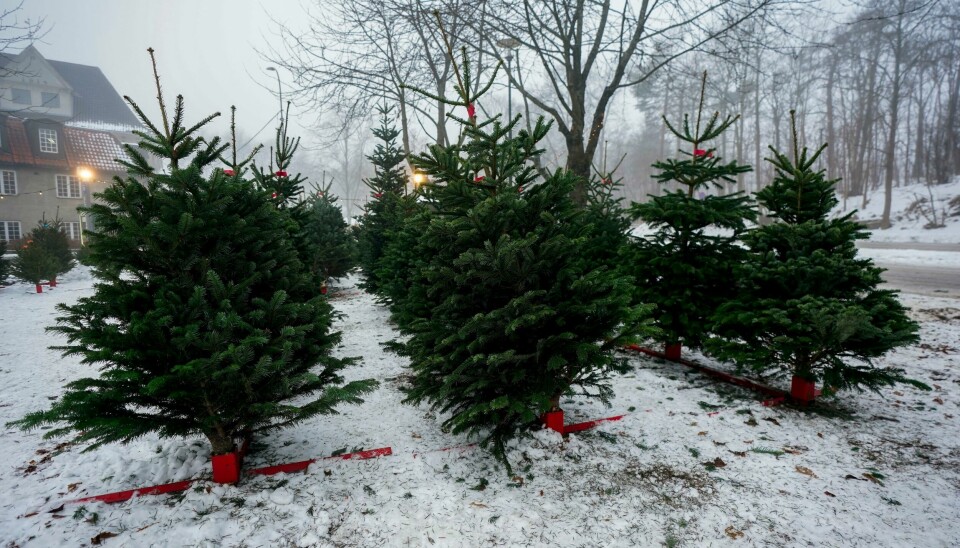 I Sverige blir usolgte juletrær brukt til å skape et godt miljø for fisk på havbunnen. Her fra juletresalg på Bygdøy i Oslo. Illustrasjonsfoto: I Sverige blir usolgte juletrær brukt til å skape et godt miljø for fisk på havbunnen. Her fra juletresalg på Bygdøy i Oslo. Illustrasjonsfoto: Lise Åserud / NTB