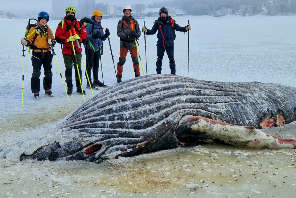 Lørdag formiddag fant et turfølge fra Moss en død knølhval som hadde strandet i Mossesundet da de var på skøytetur. Lørdag formiddag fant et turfølge fra Moss en død knølhval som hadde strandet i Mossesundet da de var på skøytetur. Foto: Øyvind Strandman / NTB