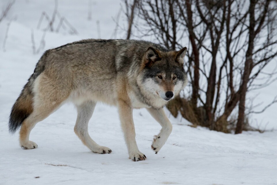 Søndag ble den fjerde ulven i Rafjell-reviret felt siden lisensjakta begynte 1. januar. Ifølge Statens naturoppsyn er det trolig ledertispa i flokken som ble felt. Illustrasjonsfoto. Søndag ble den fjerde ulven i Rafjell-reviret felt siden lisensjakta begynte 1. januar. Ifølge Statens naturoppsyn er det trolig ledertispa i flokken som ble felt. Illustrasjonsfoto: Heiko Junge / NTB