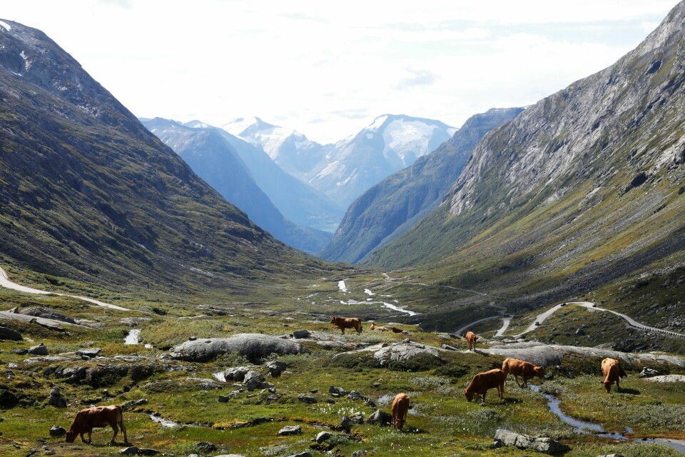 Kyr beiter på Strynefjellet. Bønder med stor avstand til markedet er helt avhengig av Tine, som mange nå vil knekke, skriver vår kommentator. Kyr beiter på Strynefjellet. Bønder med stor avstand til markedet er helt avhengig av Tine, som mange nå vil knekke, skriver vår kommentator.
