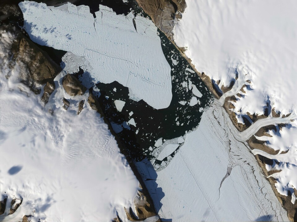 Bare én av de over 200 breene som var med i studien, hadde tydelig vokst siden 1985. Her er et satellittbilde som viser en del av Petermann-isbreen på Grønland som slo sprekker i 2010. This Aug. 16, 2010, image provided by NASA Earth Observatory shows a piece of the Petermann Glacier that cracked in Greenland. A study in the Proceedings of the National Academy of Sciences on Monday, May 8, 2023, found that tides and climate change are rapidly melting ice in the grounding line zone of the Petermann Glacier. That’s the point where glaciers go from being on land to floating on water. (Jesse Allen and Robert Simmon/NASA Earth Observatory via AP)