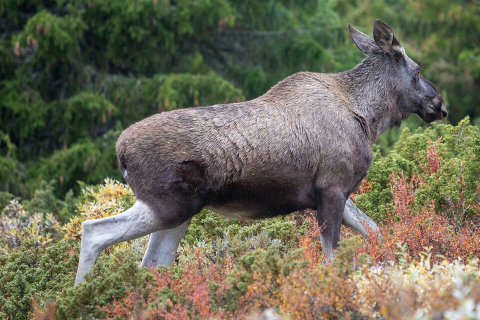 Illustrasjonsbilde. Elgku på beite i Gravdalen mellom Vinstra og Kvam i Gudbrandsdalen. Elgku på beite i Gravdalen mellom Vinstra og Kvam i Gudbrandsdalen.