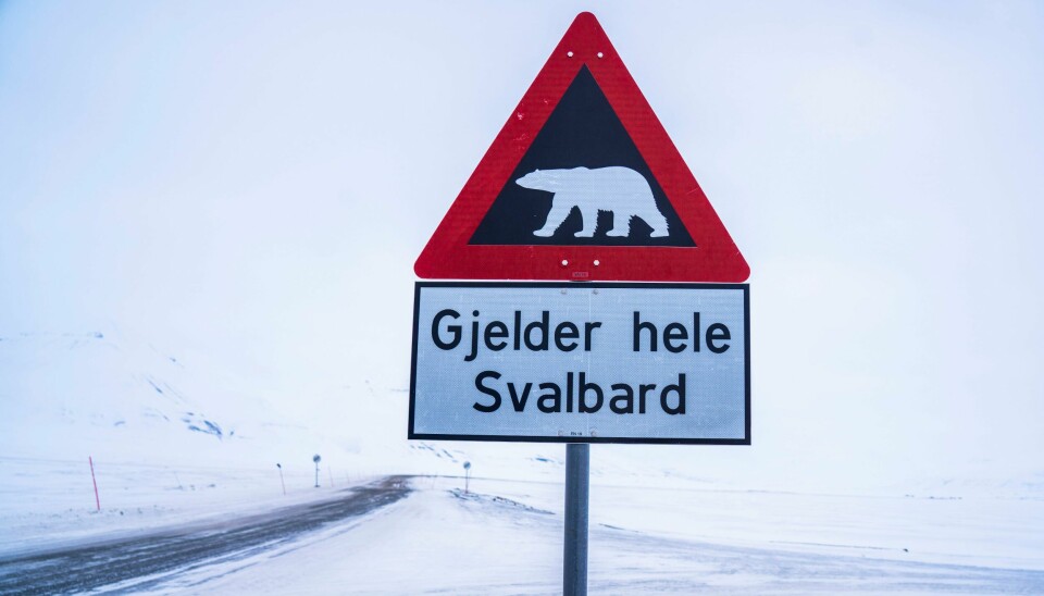 Det er rundt 3000 isbjørner på Svalbard. Dette fareskiltet står utenfor Longyearbyen. Et fareskilt utenfor Longyearbyen på Svalbard. Foto: Ole Berg-Rusten / NTB