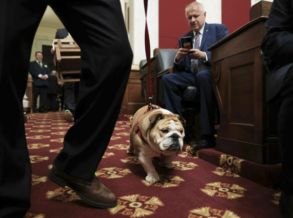 Den engelske bulldoggen er blant hunderasene med kortest forventet levetid, ifølge ny forskning. Den engelske bulldoggen er blant hunderasene med kortest forventet levetid, ifølge ny forskning. Foto: Chris Jackson / AP / NTB