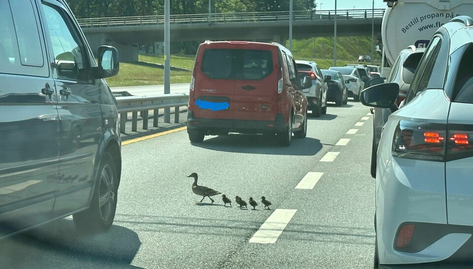 Andemor og fire andeunger krysset Solasplitten ved Sola flyplass og ble påkjørt i ettermiddagsrushet onsdag. Andemor og fire andeunger krysset Solasplitten ved Sola flyplass og ble påkjørt i ettermiddagsrushet onsdag.