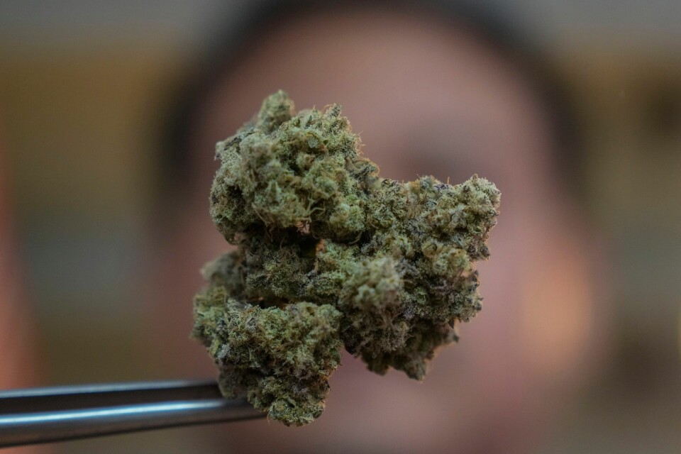 Blomstene fra marihuanaplanten er en populær medisin. Men det er vanskelig å få utskrevet medisinsk cannabis i Norge. En gruppe aktivister sendte cannabis til statsminister Jonas Gahr Støre (Ap). Den slapp, noe uventet, gjennom sikkerhetskontrollen. Illustrasjonsfoto: Sakchai Lalit / AP / NTB