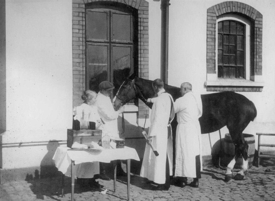 Årelating av serumhest på Ullevål sjukehus, rundt 1900. Årelating av serumhest på Ullevål sjukehus, rundt 1900.