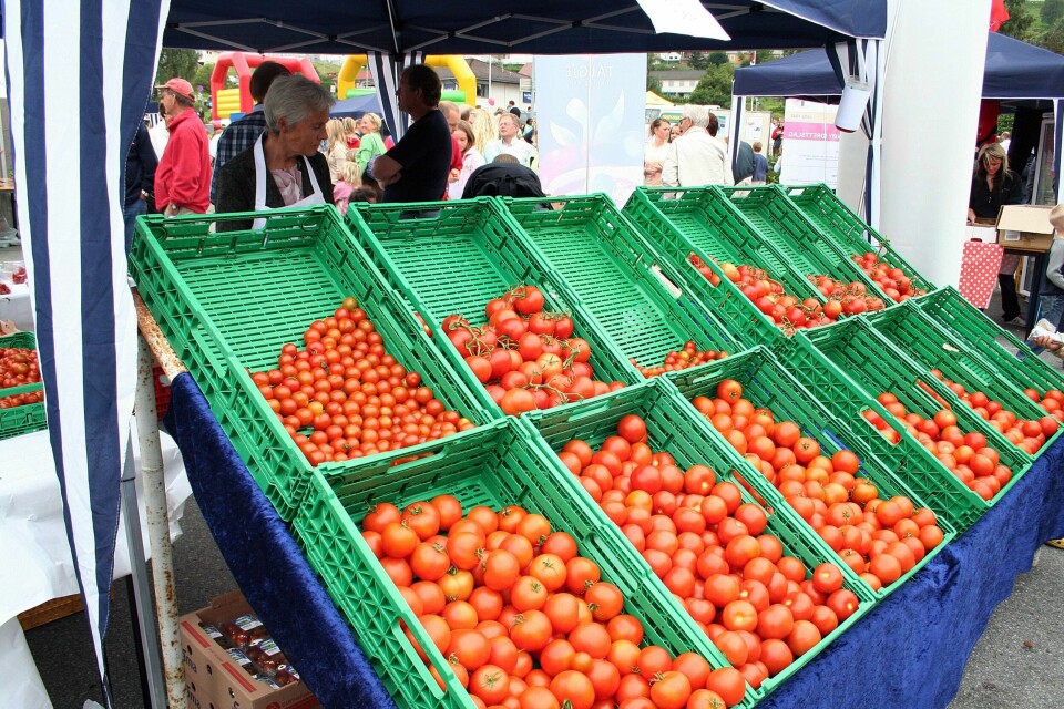 Flertallspartiene i Stavanger gir 50.000 kroner til Tomatfestivalen på Finnøy. Foto: Ingvild Ween