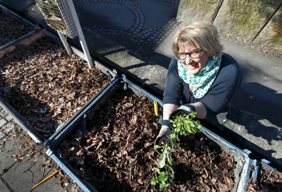 ñ Asiatiske salater som mizuna og pak choi er blant de første som kan plantes ut når jorda har tint og vårsola har begynt å varme, forteller Helene Gallis.