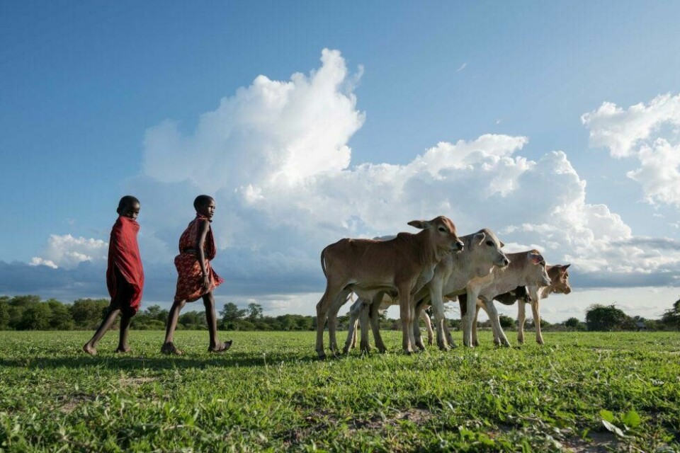 MODERNISERING: I Tanzania skal et grønt skifte realiseres i jordbruket. Men dette har ført til tap av, og klinflikter over, jord og naturressurser. FOTO: DANIEL HAYDUK/NTB SCANPIX
