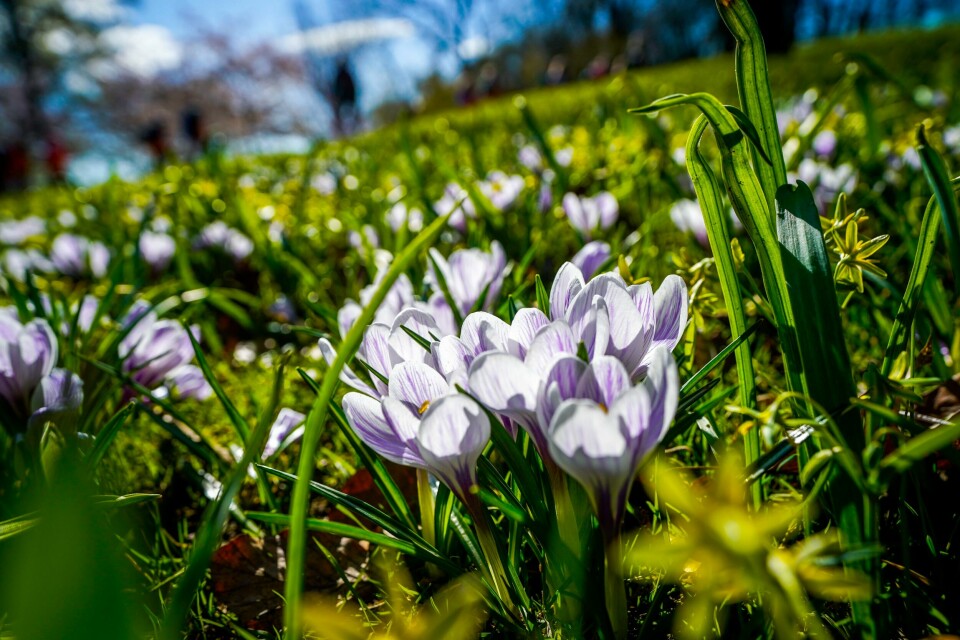 Det ligger an til en mild og fin start på mai måned i Sør-Norge i neste uke. Krokusen vokser villig i Slottsparken utenfor Slottet i Oslo ved inngangen til mai.Foto: Lise Åserud / NTB