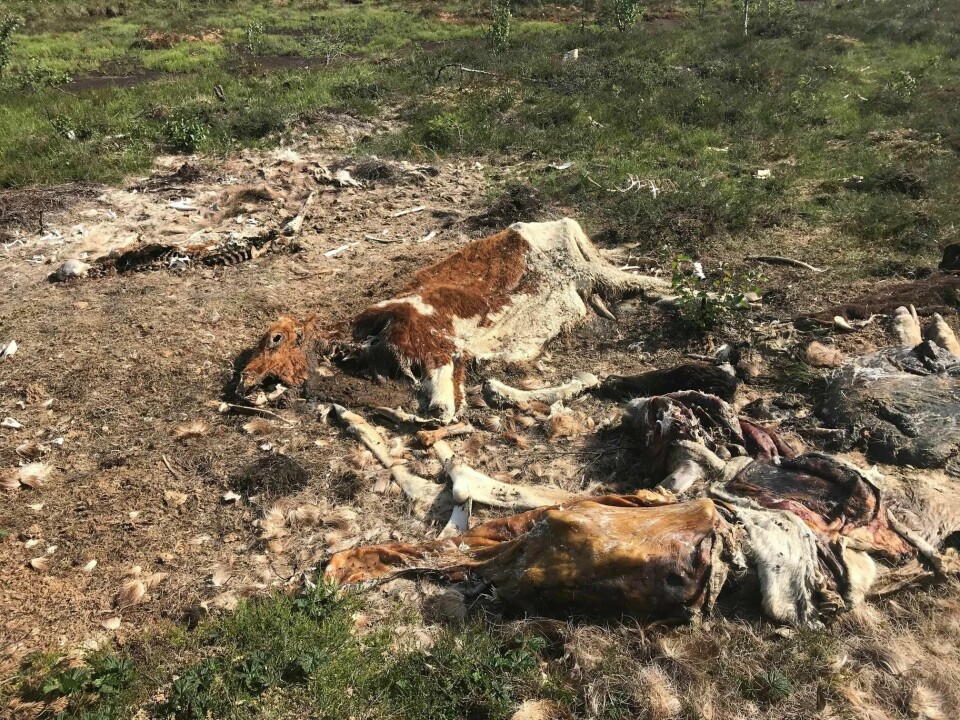 De døde dyrene ble funnet i et område hvor det ferdes mye variert rovvilt, deriblant ulv og gaupe. Også villsvin har vært observert i distriktet. Mannen som hadde satt opp jaktbua forklarte til Mattilsynet at dyrene ble brukt som åte under revejakt.