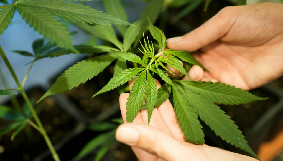 Tre cannabisplanter hjemme og 25 gram i lomma blir den lovlige grensen for voksne tyskere etter fredagens vedtak. Illustrasjonsfoto. Tre cannabisplanter hjemme og 25 gram i lomma blir den lovlige grensen for voksne tyskere etter fredagens vedtak. Illustrasjonsfoto: Markus Schreiber / AP / NTB