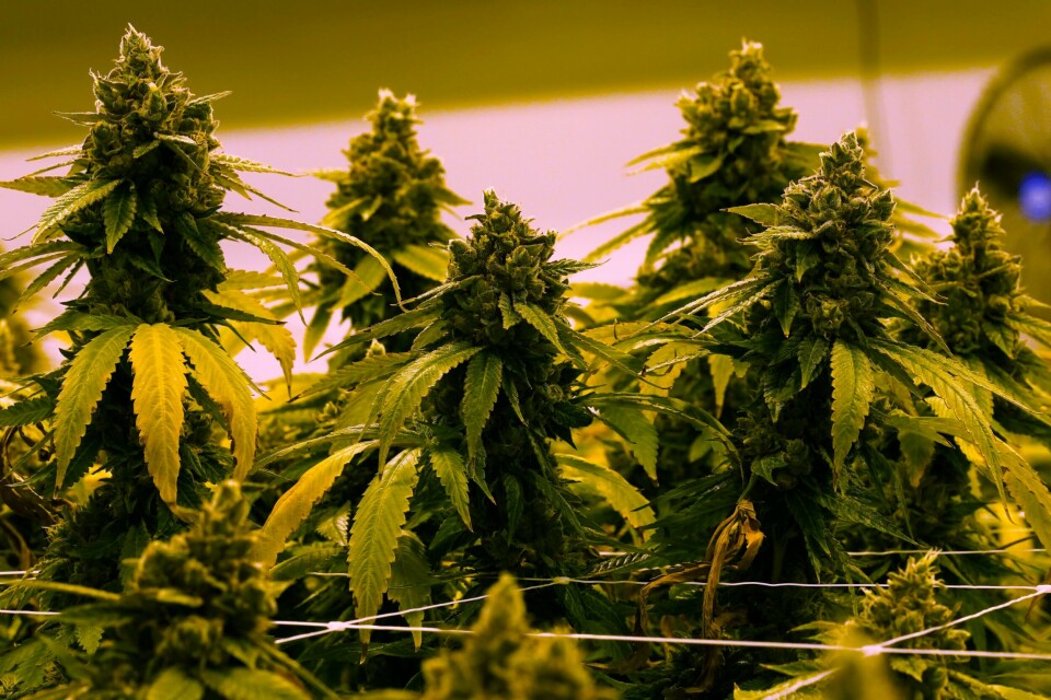 I et drøyt år har det vært tilnærmet fri bruk av cannabis i Thailand, ved årsslutt blir det strengere. I et drøyt år har det vært tilnærmet fri bruk av cannabis i Thailand, ved årsslutt blir det strengere. Foto: Steve Helber / AP / NTB