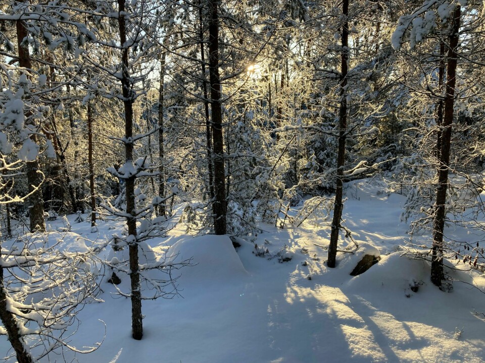 I 2016 vedtok Stortinget vern av 10 prosent av skogen i Norge. Fortsatt er vi bare litt over halvveis til det målet, selv om 48 prosent av alle truede arter lever i skogen, ifølge Norsk rødliste for arter 2021. I 2016 vedtok Stortinget vern av 10 prosent av skogen i Norge. Fortsatt er vi bare litt over halvveis til det målet, selv om 48 prosent av alle truede arter lever i skogen, ifølge Norsk rødliste for arter 2021.