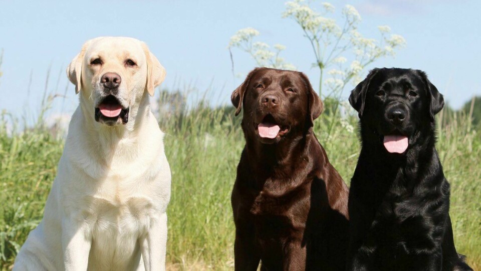 Labrador retriever var den femte mest populære hunderasen å skaffe seg i Norge i 2021, ifølge Norsk Kennel Klubs (NKK) register. Labrador retriever var den femte mest populære hunderasen å skaffe seg i Norge i 2021, ifølge Norsk Kennel Klubs (NKK) register.