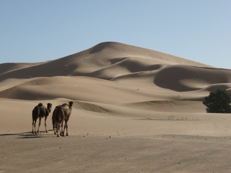 Lala Lallia i Erg Chebbi. Stjernedyner utgjør i underkant av 10% av sanddynene i jordens ørkener og er de høyeste. Sand formet som en pyramide og to kameler
