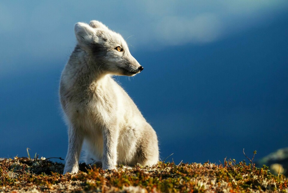 Fjellreven er et stjerneeksempel på hvordan det kan gå når vi forbruker natur. Den var en av de første artene som ble fredet i Norge – i 1930. Kanskje var bestanden under levedyktig størrelse allerede da, for det fortsatte å gå nedover. Avslutter vi for tidlig med arbeidet vårt nå, kan det fort gå utfor igjen, skriver Nina E. Eide. Fjellrev i norsk landskap