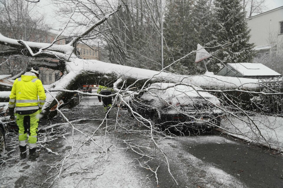 Et tre har falt over flere biler på Frogner i Oslo. Et tre har falt over flere biler på Frogner i Oslo. Foto: Frederik Ringnes / NTB