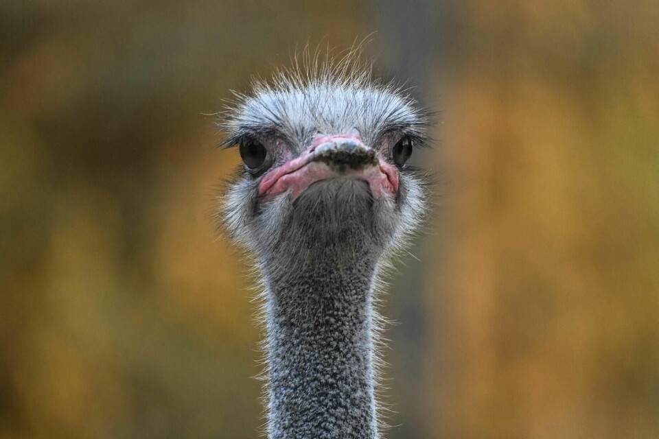 En struts fra en dyrepark i Shanghai i Kina i 2020. En struts fra en dyrepark i Shanghai i Kina i 2020.