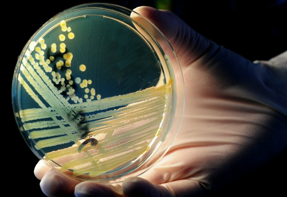 Overforbruk av antibiotika under pandemien kan bidra til økt resistens og skape problemer En bakterieskål med bakterien E.coli.