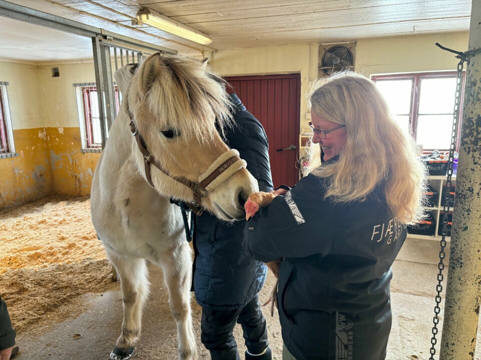 Fjordingen Kosita og høna Chikoletta er gode venner. Her sammen med daglig leder av Fjære gård, Torill Hynne Fjære. Høne