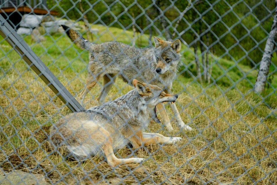 Seks levende hannulver skulle sendes fra Norge til Tyskland i fjor, men det ble det ikke noe av. Flere dyreparker i Norge har ulver. Disse hører hjemme i Polar Park i Bardufoss. Seks levende hannulver skulle sendes fra Norge til Tyskland i fjor, men det ble det ikke noe av. Flere dyreparker i Norge har ulver. Disse hører hjemme i Polar Park i Bardufoss.