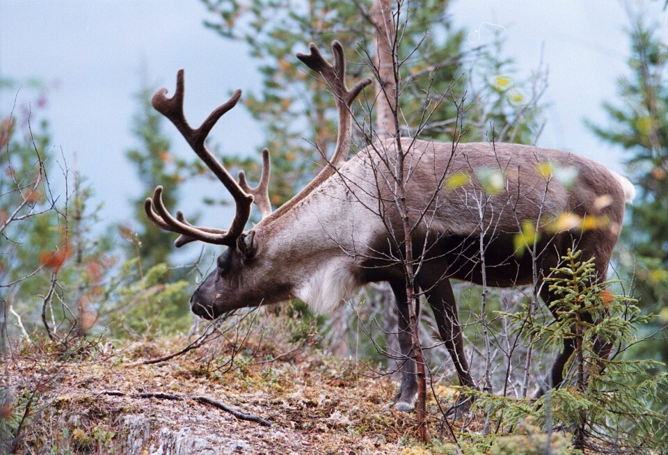 Også levende norsk rein er det interesse for i utlandet. Namsskogan familiepark har tidligere sendt ett av sine reinsdyr til en dyrehage i Tyskland. Også levende norsk rein er det interesse for i utlandet. Namsskogan familiepark har tidligere sendt ett av sine reinsdyr til en dyrehage i Tyskland.