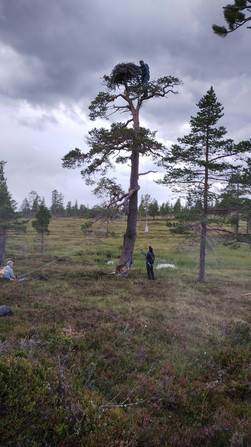 De så langt siste fiskeørnungene ment for eksport, ble samlet inn i fjor. Det kan by på sine utfordringer, som bildet viser. Reiret er helt i toppen av treet. De så langt siste fiskeørnungene ment for eksport, ble samlet inn i fjor. Det kan by på sine utfordringer, som bildet viser.