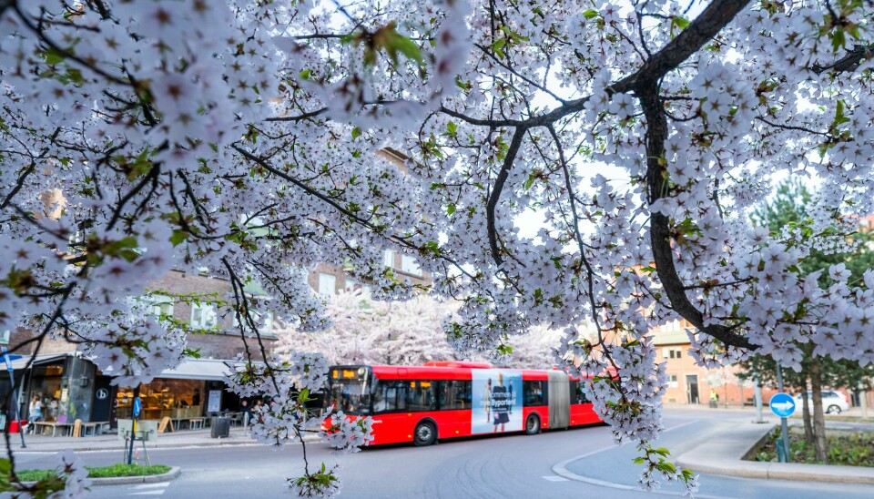 Under blomstringen på Carl Berners Plass i Oslo i slutten av april, 2022. Under blomstringen på Carl Berners Plass i Oslo i slutten av april, 2022.