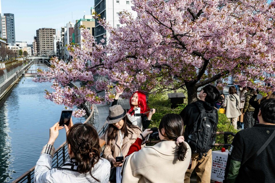 I Tokyo beundrer innbyggerne kirsebærtrærne. I Tokyo beundrer innbyggerne kirsebærtrærne.